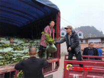 【优化营商环境】辰溪县：3万株油茶苗 按下产业发展“快进键”