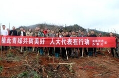 新田：义务植树 人大代表在行动