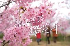 永州十场花事 丨冷水滩区湘江西路道路两旁的樱花，开了！