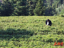 【优化营商环境】辰溪县上蒲溪瑶族乡：新春助茶企 解难促生产