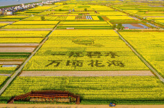 临湘市举行第六届江南油菜花节