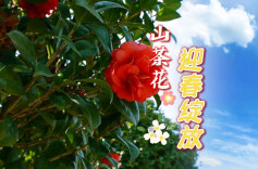 永州十场花事丨山茶花 迎春绽放