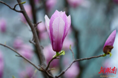 永州冷水滩：玉兰花开 传递浓浓春意