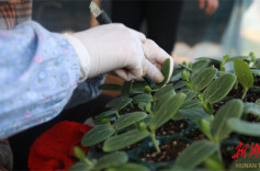 永州冷水滩：西瓜大镇育苗忙