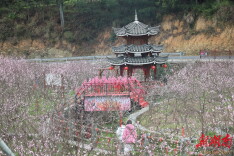 侗寨桃花始盛开 八方游客踏春来