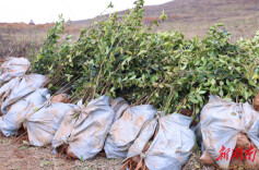 永州冷水滩：春风又绿江南岸 村村寨寨植新苗