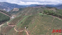 春暖茶飘香 茶农采摘忙