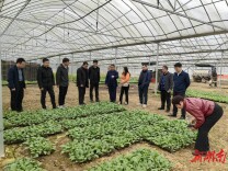 新田县新隆镇：履行人大代表职责 助力乡村产业振兴