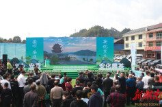 采撷今春第一抹“嫩绿”，安化黑茶开园啦！