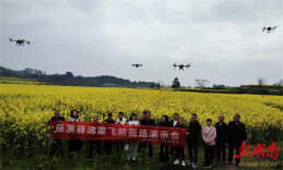 辰溪县：植保飞防助力油菜增产增收