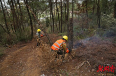 永州冷水滩：除治松林“癌症” 守护林间一片绿