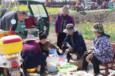 油菜花开美如画 美丽经济促增收