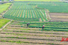 冷水滩：小小藠头“大甜头” 田间地里大丰收