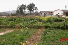 永州冷水滩：规范牛蛙养殖 守卫碧水净土