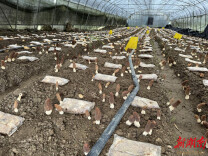 辰溪县修溪镇邓家湾村：春耕正当时 羊肚菌产业喜丰收