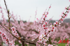 永州冷水滩：千亩桃花开成“海” 十里花香醉游人