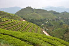 潇湘茶业：茶叶铺就致富路 茶韵飘香话振兴