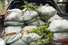 永州冷水滩：建好防火隔离带 筑牢森林“防火墙”