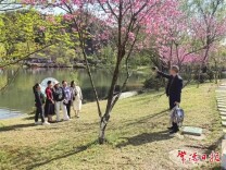 40名常德籍侨胞和香港同胞畅游桃花源 赞叹家乡景致美