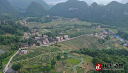 江华大圩镇长山村春茶采摘喜获丰收