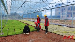 国网新田县供电公司：村网共建助力春耕春种