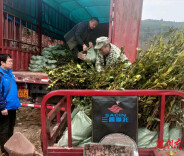 辰溪县辰阳镇陆家湾村：迎春合力种油茶 为乡村振兴加“油”