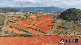 江华：大豆玉米带状复合种植实现一地双丰收