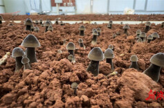 永州冷水滩：小小鸡枞菌 丰收大“钱”景