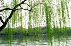 春风无限潇湘意