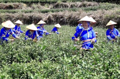 “绿叶变金叶” 茶产业铺就乡村振兴“幸福路”