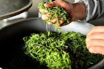 春茶全面采摘上市 产量预计比去年增长10%左右