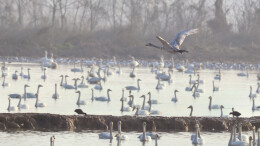 雁在洞庭等好风