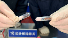 长沙邮局海关查获“异宠”蚂蚁145只