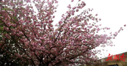 永州冷水滩：暖春四月 晚樱盛放