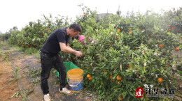 江华：香橙丰收季 甜果映笑颜