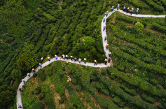 来临湘白石茶园 赴一场春茶之约