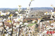 岳阳经开区康王乡：乡村振兴“春”意浓