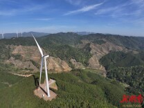 上春山 采春茶 促振兴