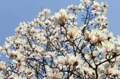 玉兰花开春意浓