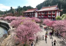 “颜值”变“产值”，“流量”换“留量”：赏花产业如何“常开不谢”？