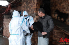 永州冷水滩：打好春季动物防疫针 撑起绿色养殖“保护伞”