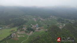 江华：春来采茶忙 干群齐助力