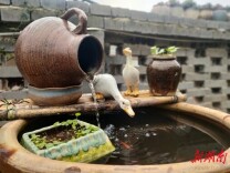 花开的时候来见她