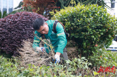 永州市冷水滩：不负好春光 绿化养护忙