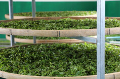 道县：山间村民采茶忙 山下茶厂制茶香