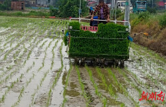 富塘街道：不负春光抢农时，机械插秧助春耕