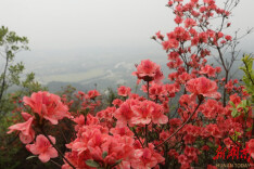 道县：杜鹃花开醉游人