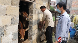 江华：抢抓春防关键期 筑牢畜禽养殖“安全网”