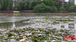 道县：朵朵睡莲暮春开 暗香盈盈美如画