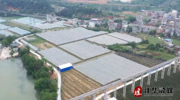 江华：葡萄管护促增收